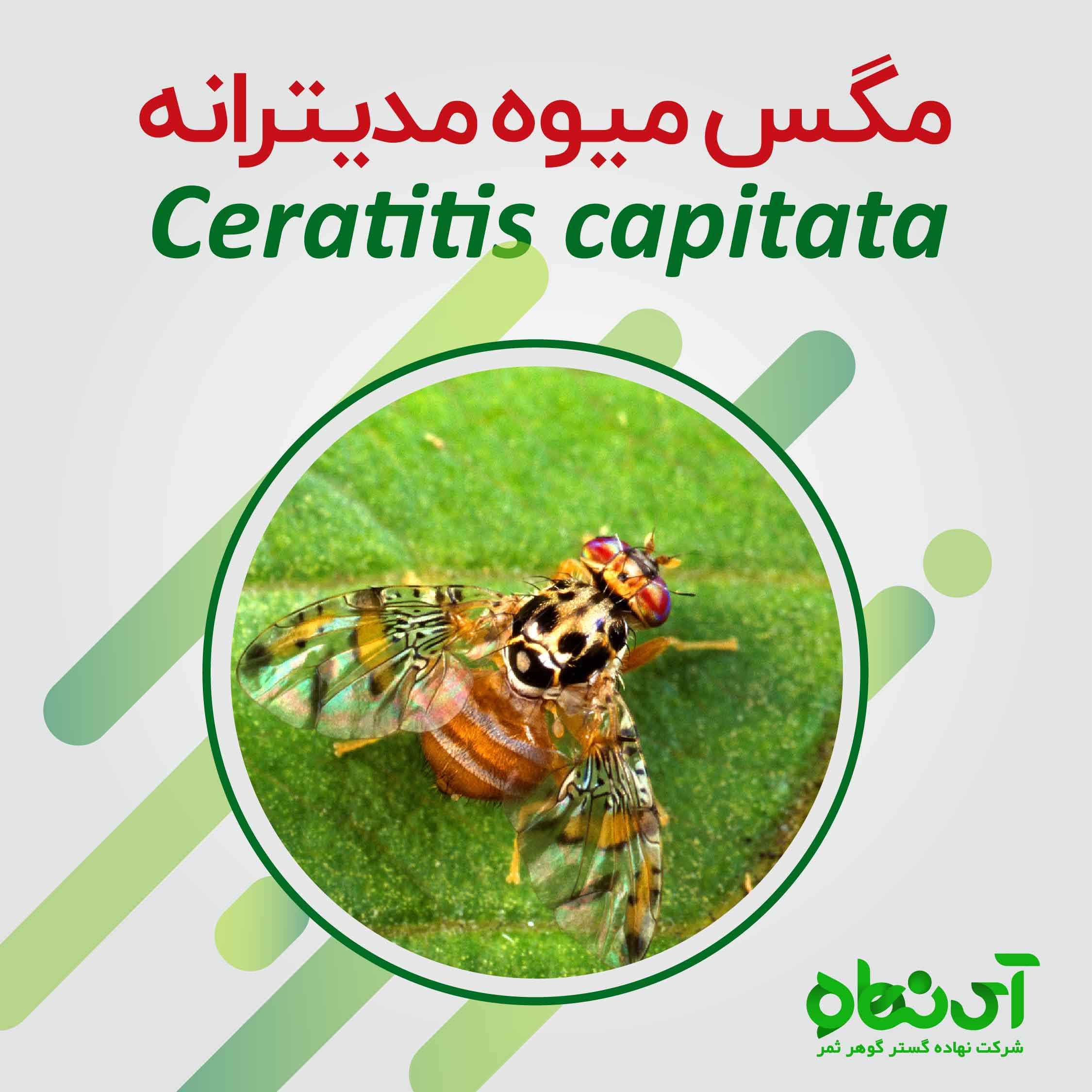 مگس میوه مدیترانه  Ceratitis capitata